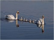 Tony Howes - Swan family